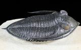 Large, Zlichovaspis Trilobite - Atchana, Morocco #46279-2